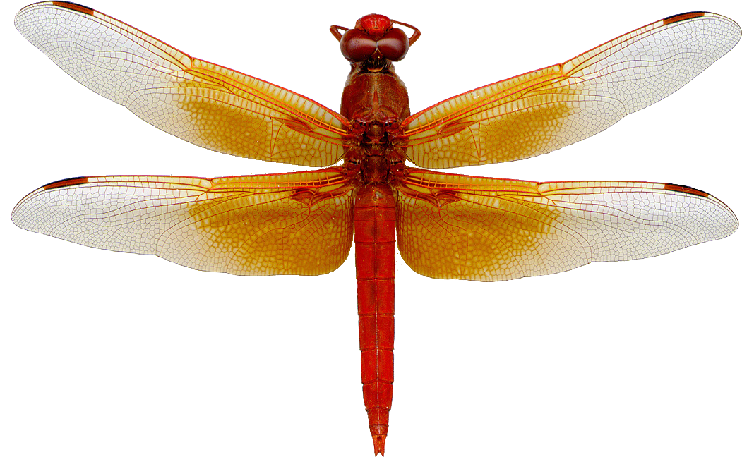 Dragonfly