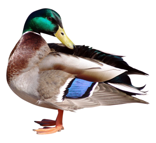 duck png transparent image pngpix #19437