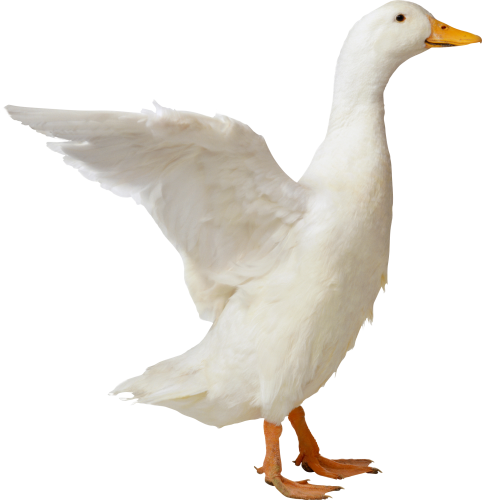 Duck Transparent PNG, White, Black And Other Varieties Of Ducks - Free ...