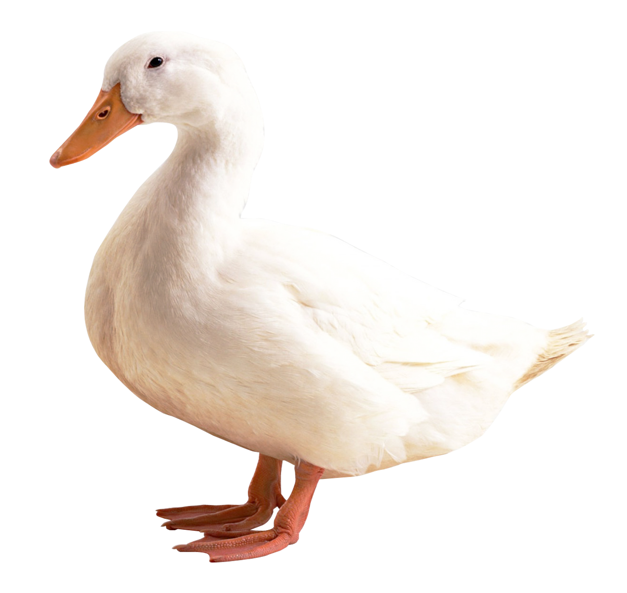 Duck Transparent PNG, White, Black And Other Varieties Of Ducks - Free