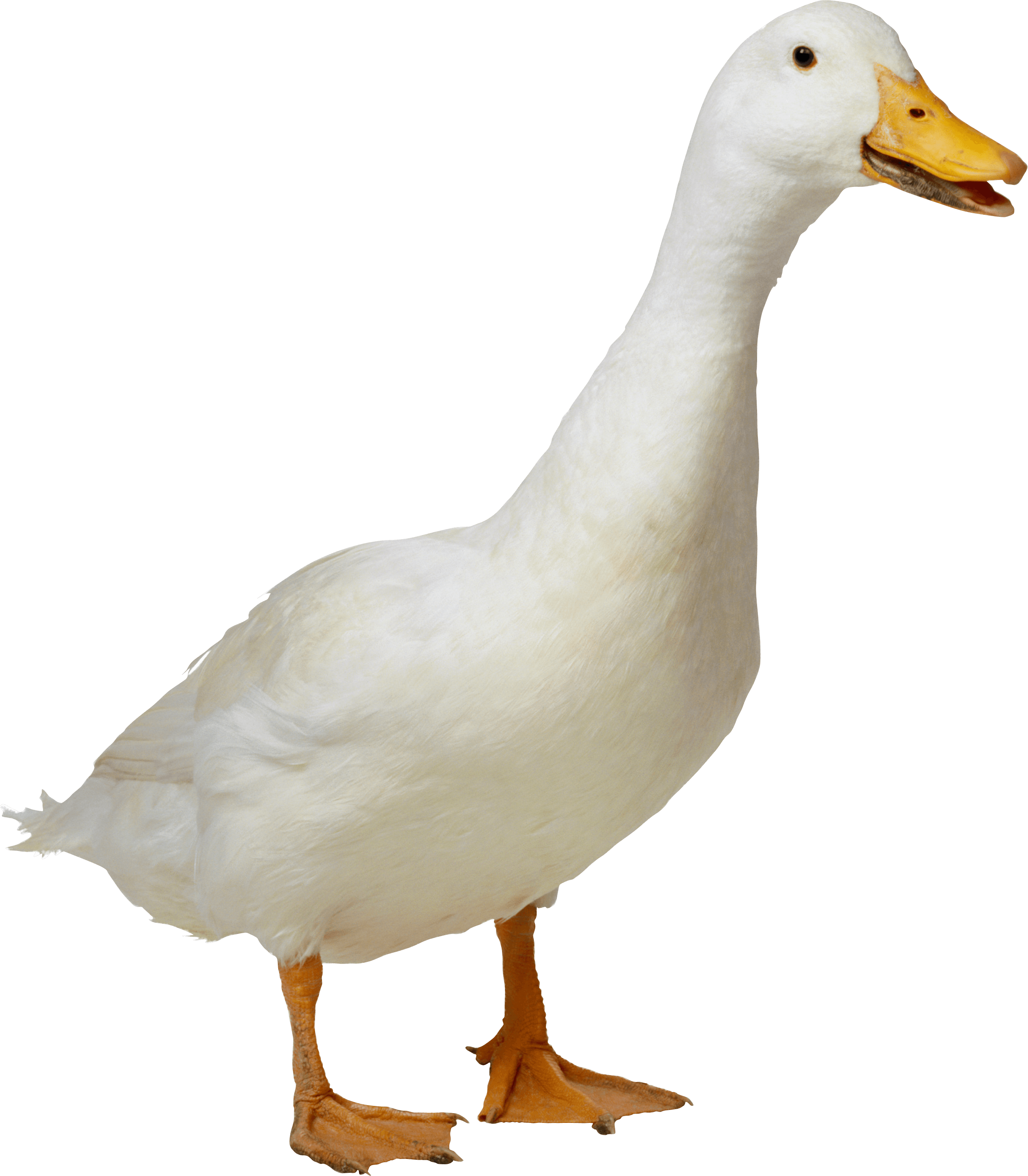 Duck