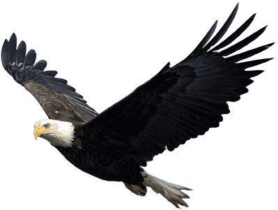 bald eagle png transparent images png only #15184