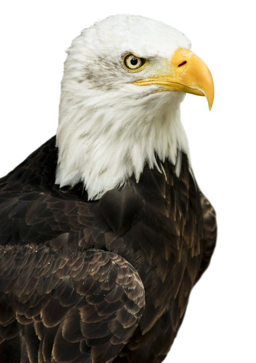 Eagle Head transparent PNG - StickPNG