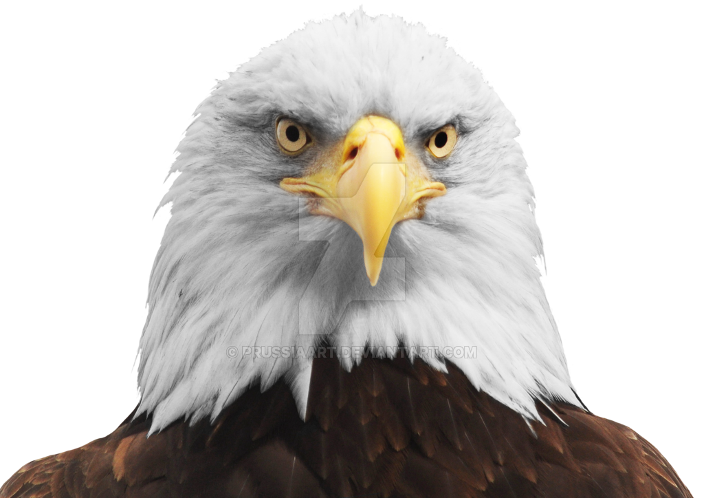 Eagle Png Png Images Background - Image ID 46965