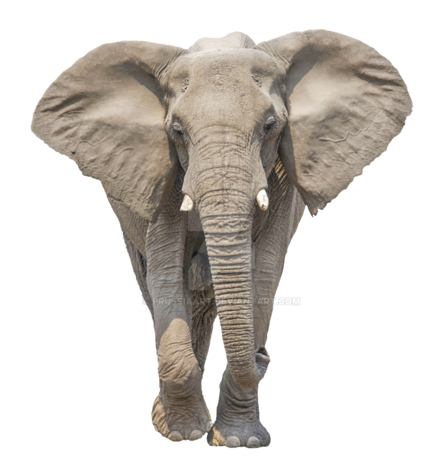 elephant png images