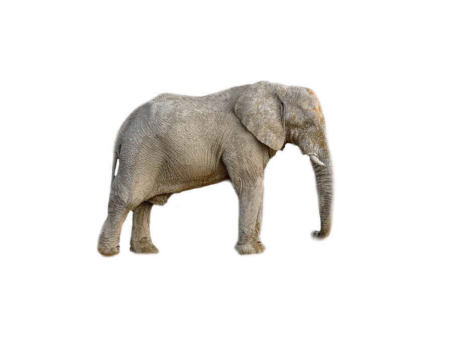 elephant animal africa transparent photo pixabay #15849