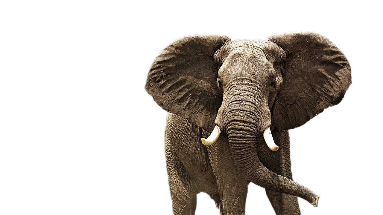 Elephant PNG, Elephant Animal African Photos - Free Transparent PNG Logos
