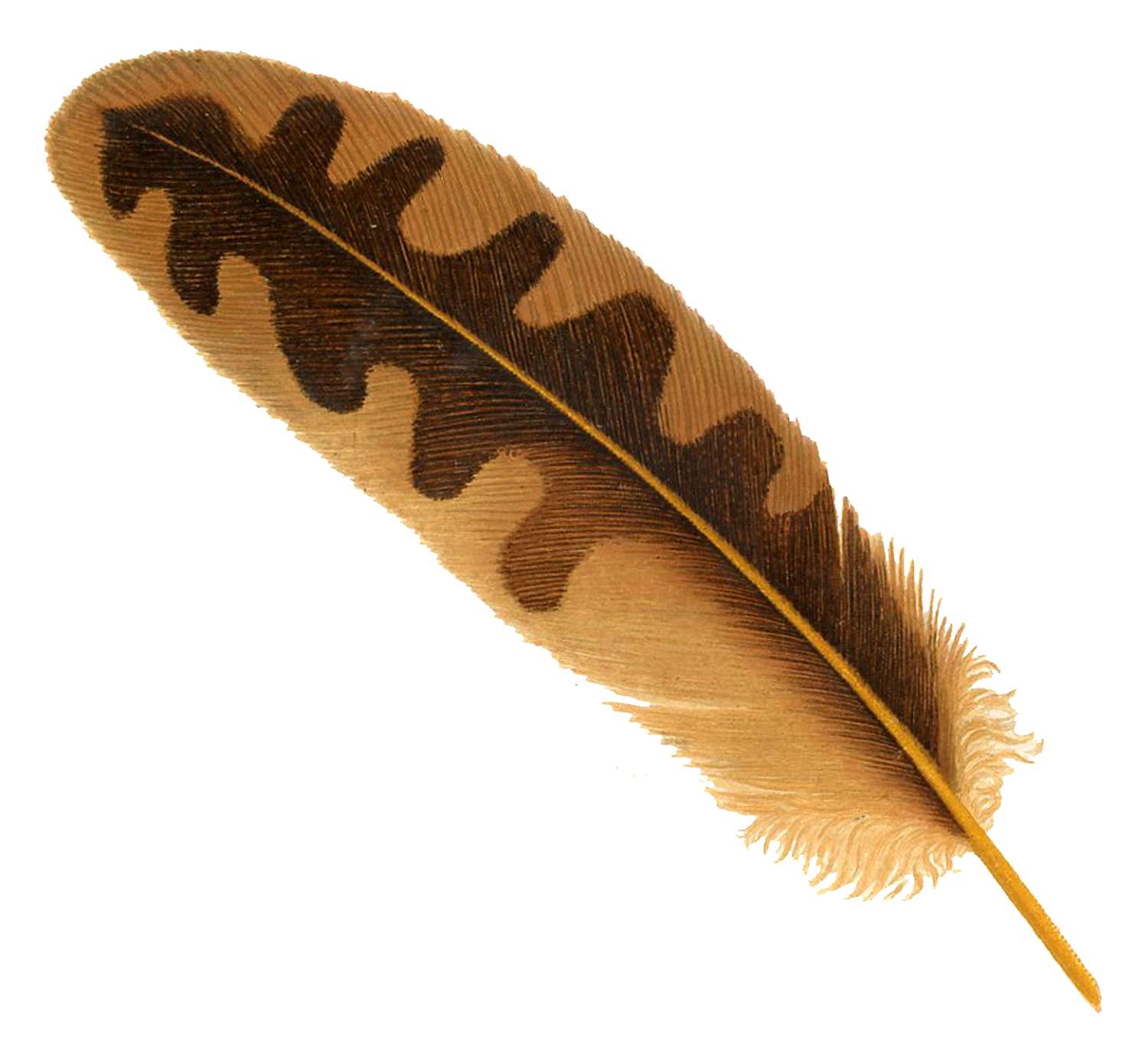 Feather, Feathers PNG Clipart Transparent Download - Free Transparent