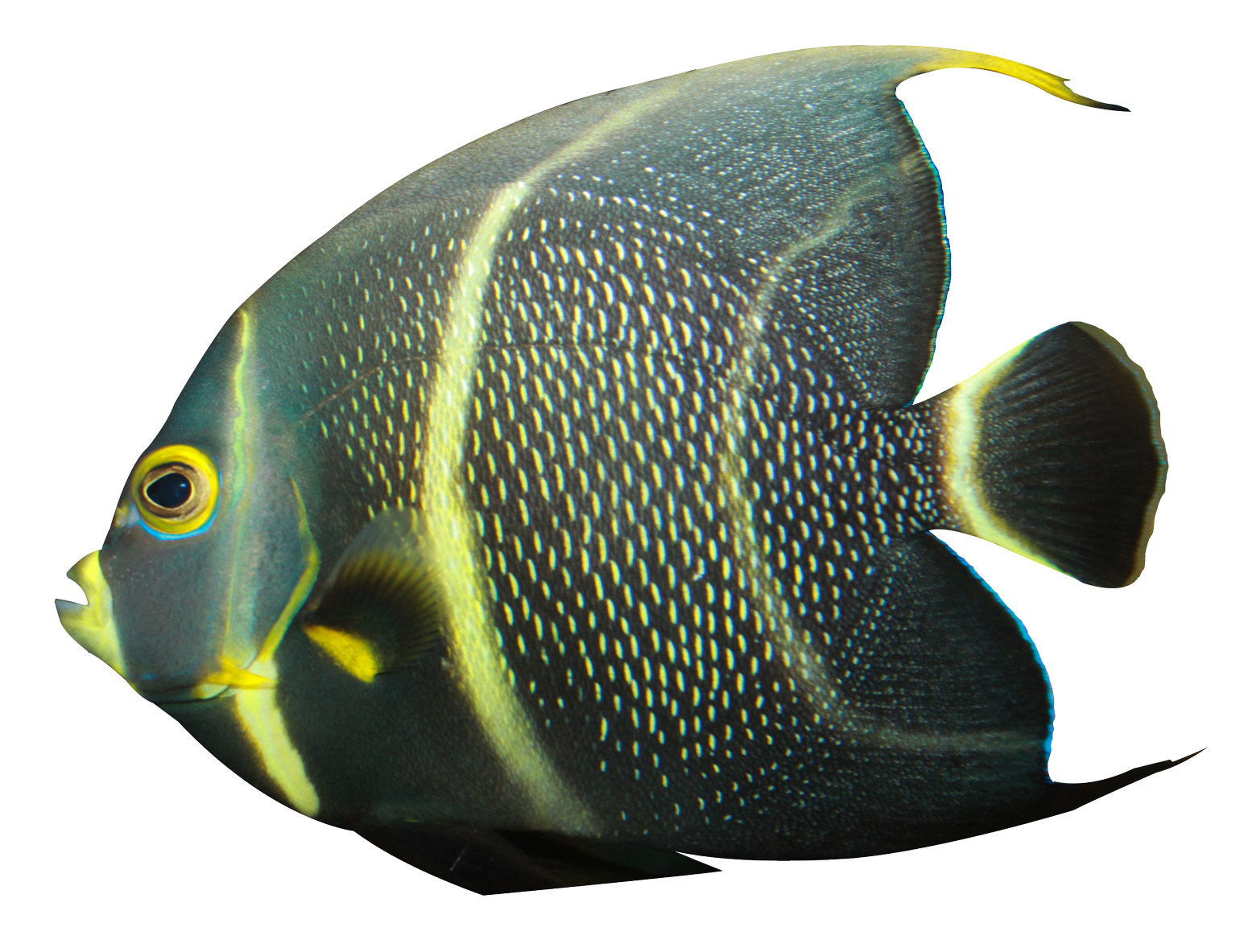 angelfish png transparent image pngpix #11892