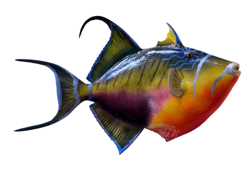 PNG Images Of Fish, Fish Transparent Pictures Free Download - Free ...