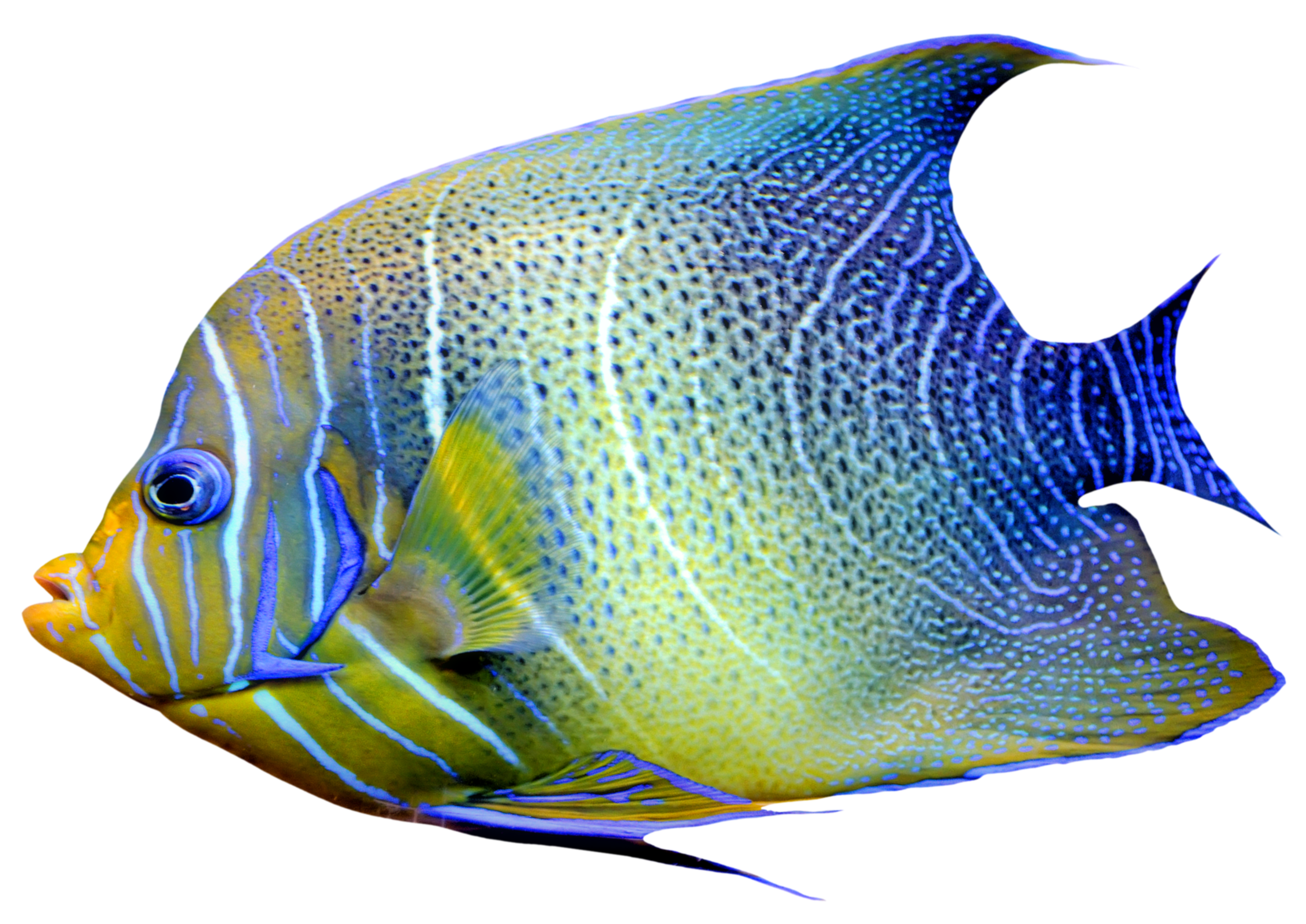 fish png images transparent pictures png only #11834