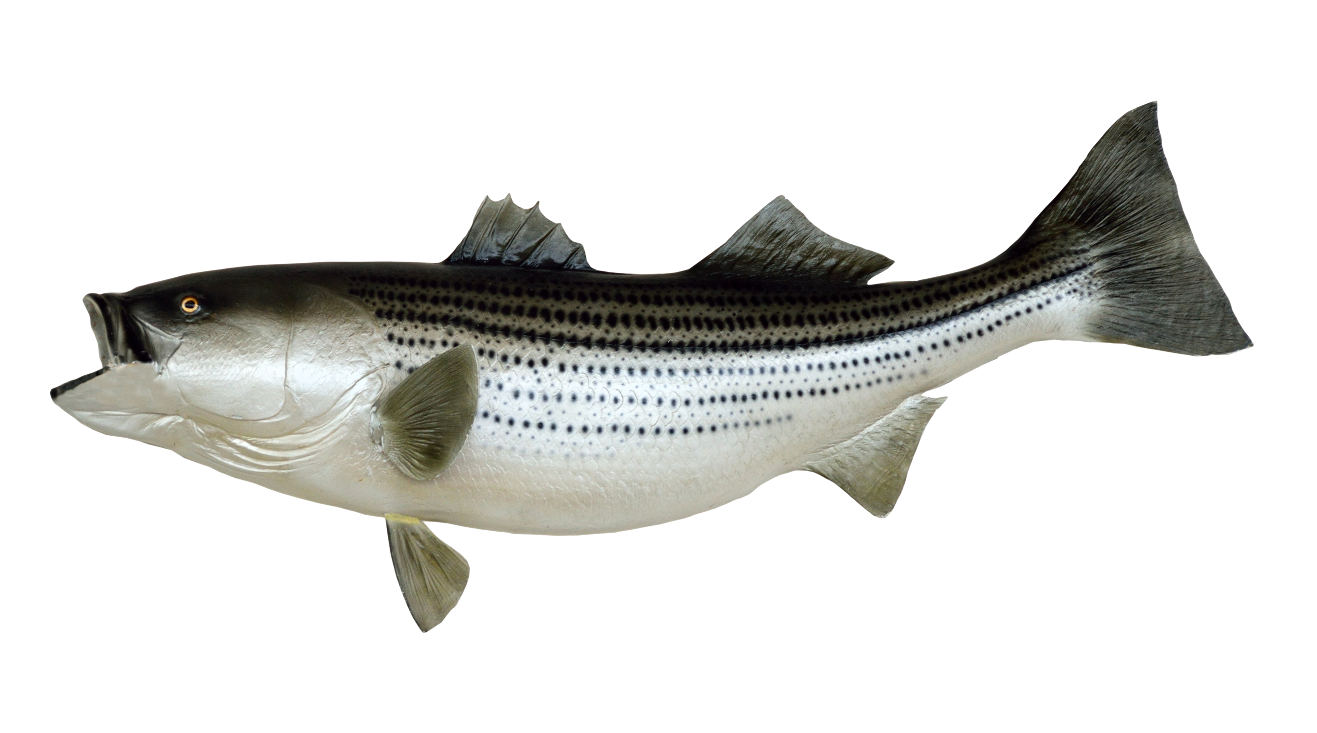 png images of fish fish transparent pictures free download free transparent png logos png images of fish fish transparent