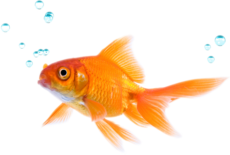 fish transparent png pictures icons and png backgrounds #11970