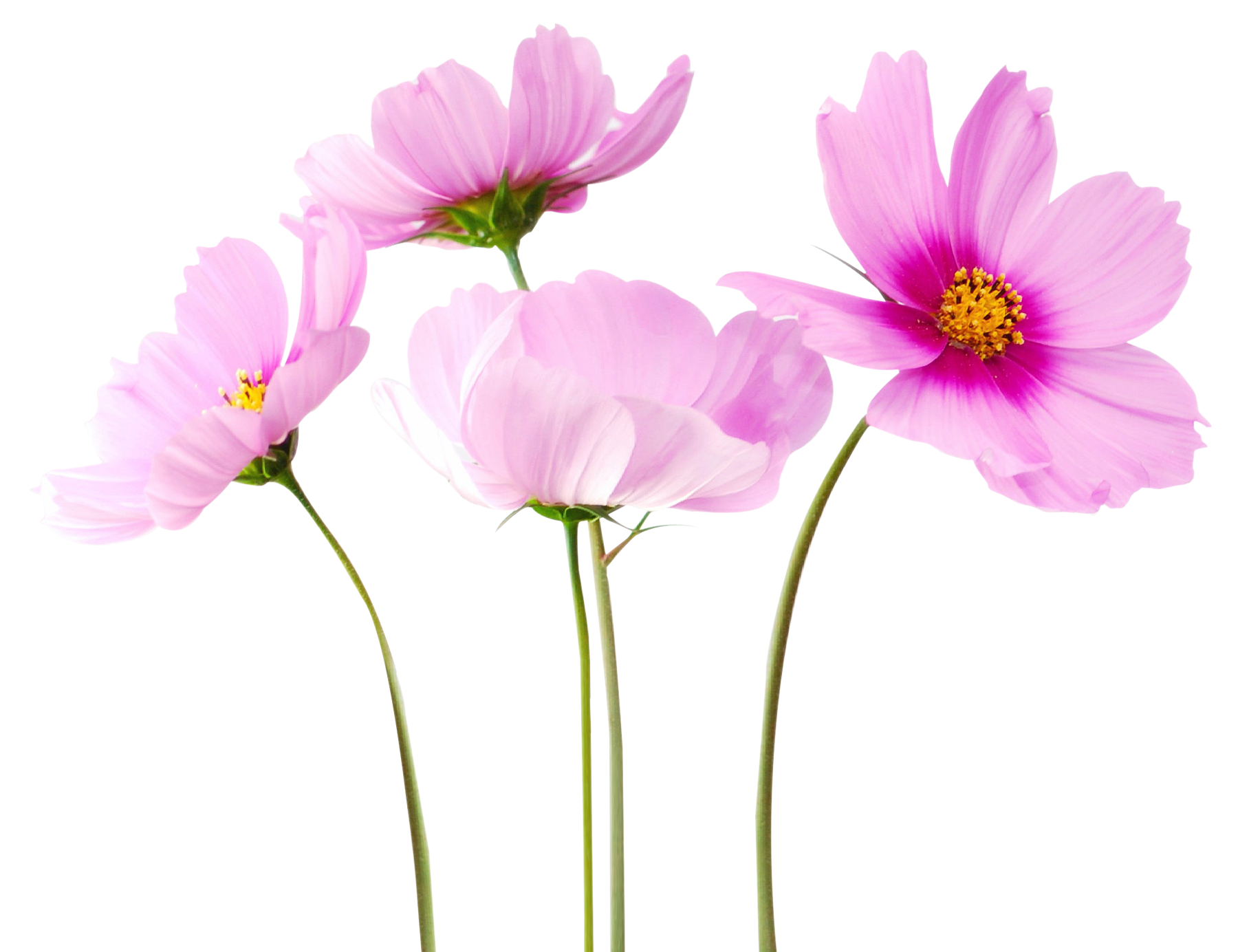 Flowers Pictures Free Download Transparent PNG Images - Free Transparent  PNG Logos