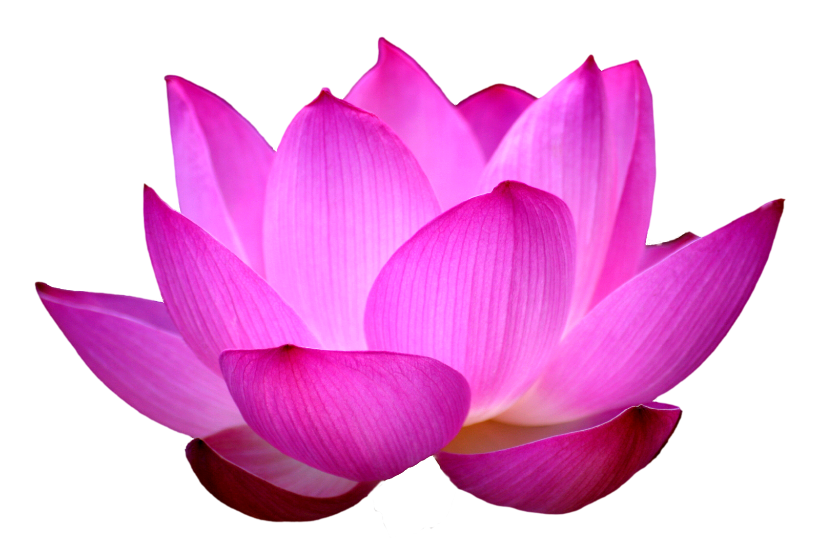 Flowers Pictures Free Download Transparent PNG images - Free