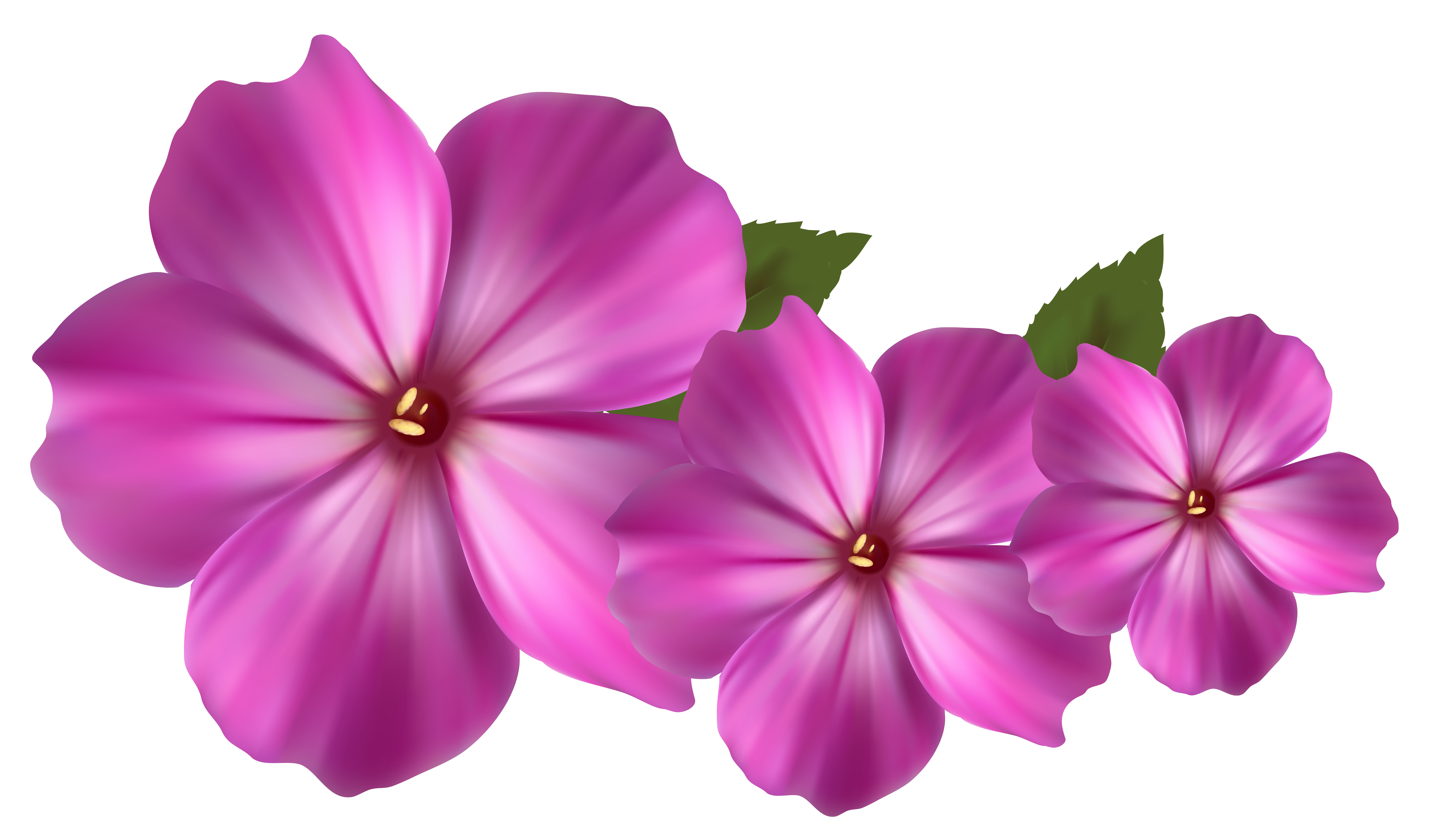 Flowers Pictures Free Download Transparent PNG Images - Free Transparent PNG  Logos