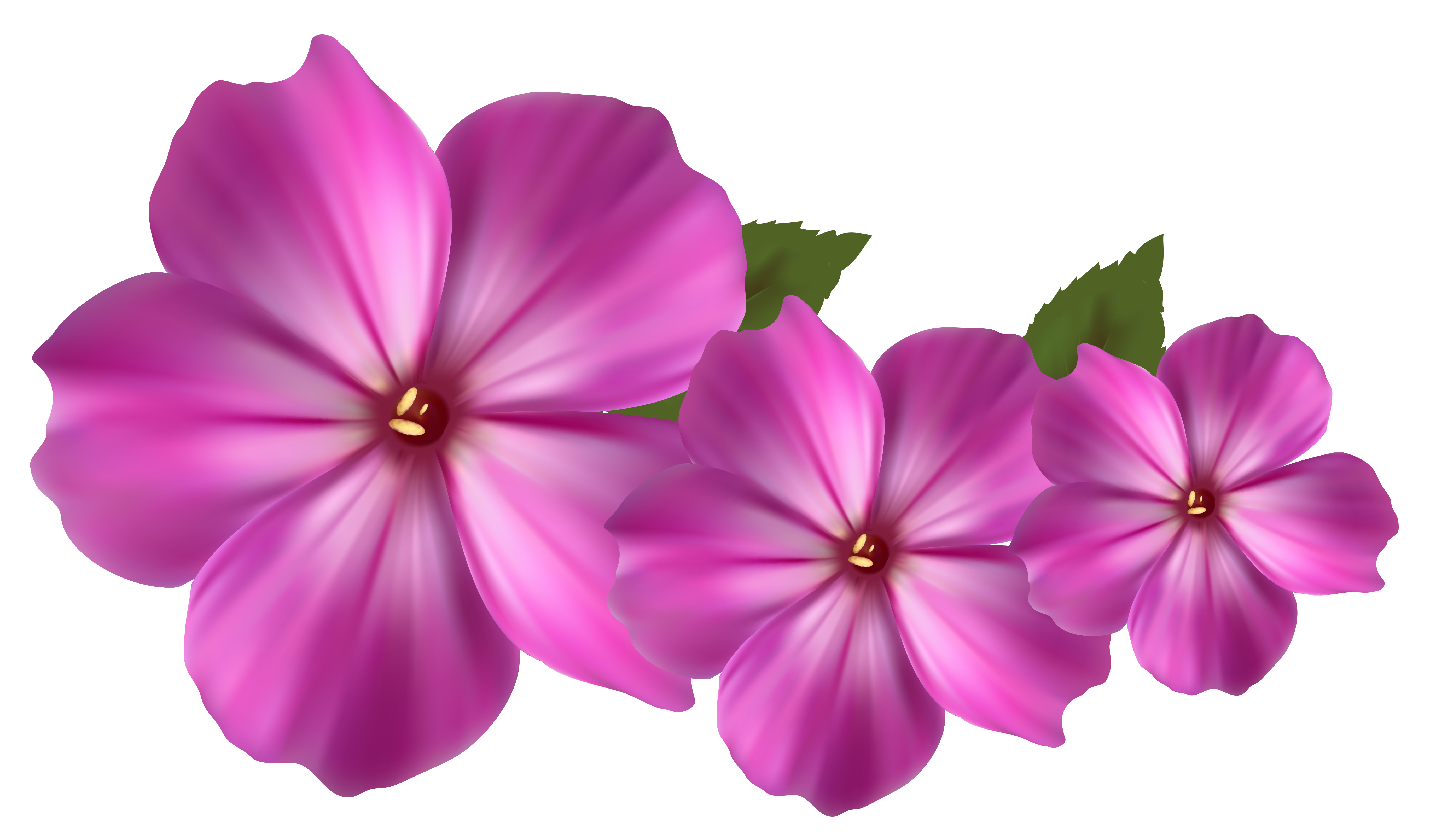 Flowers Pictures Free Download Transparent Png Images Free Transparent Png Logos