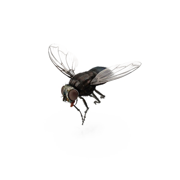 fly png images transparent background png play #35355