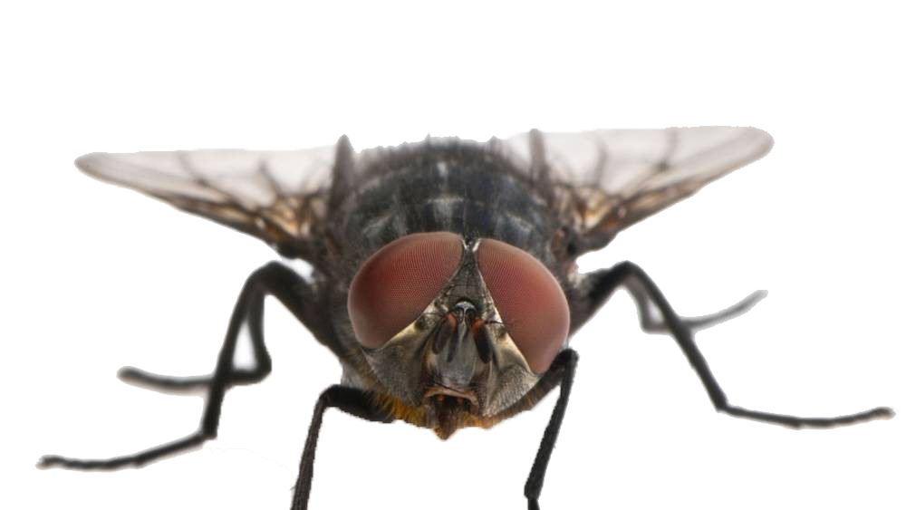 fly png transparent images download #35369