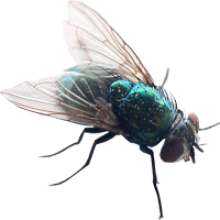 fly transparent background image #35344