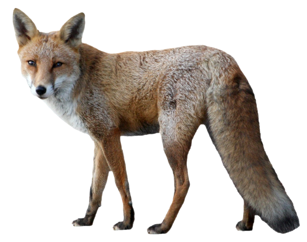 Fox