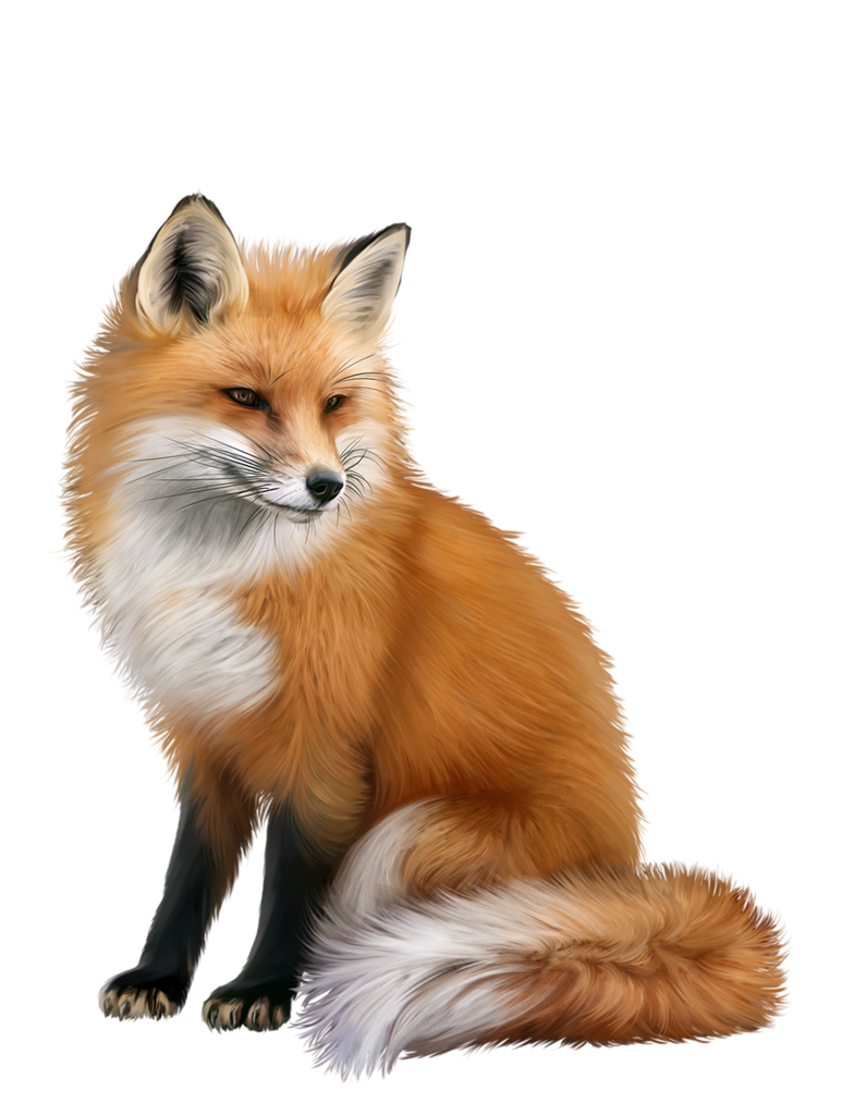 Baby Fox Png Free Logo Image
