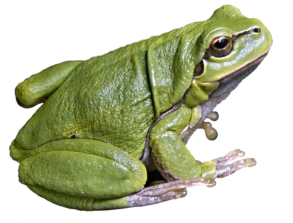 Frog Images PNG, Frog Outline Transparent Clipart - Free Transparent