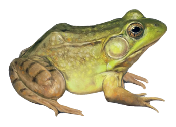 frog png transparent frog images pluspng #26903