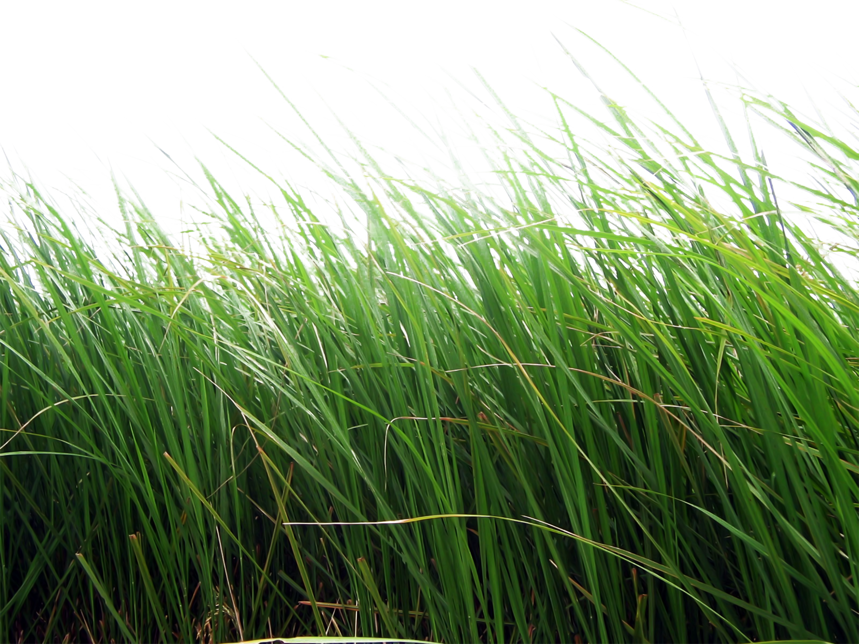 Grass