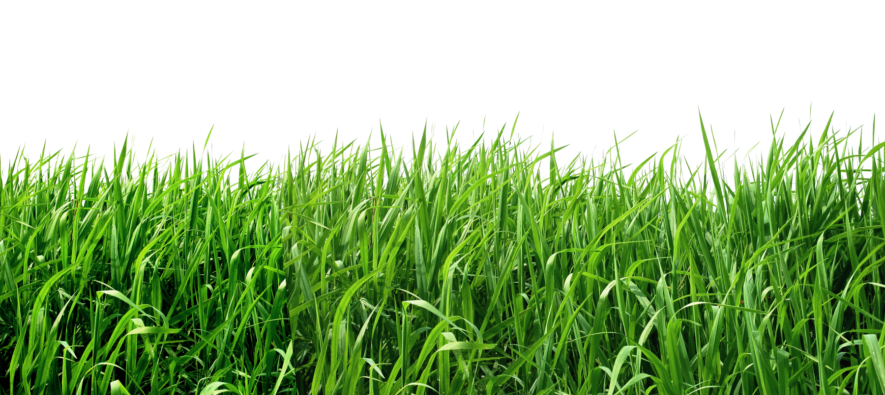 Grass