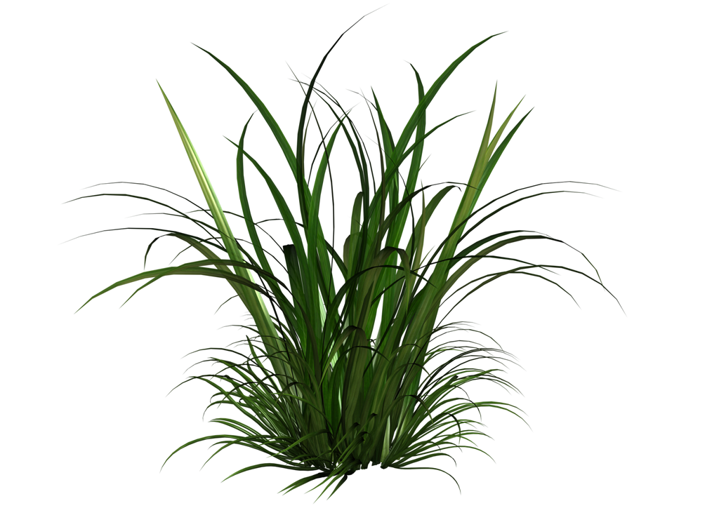 grass transparent png