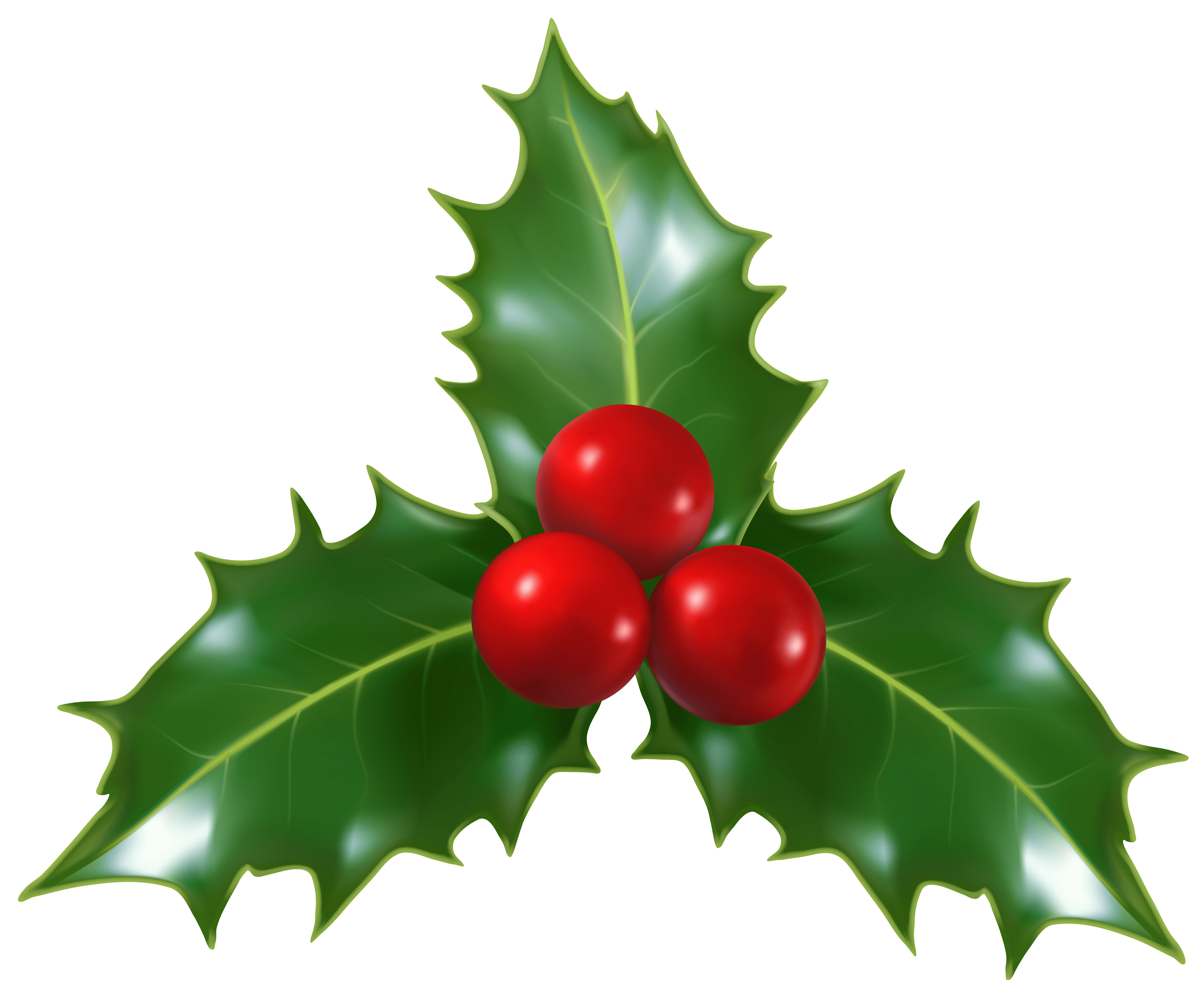 3+ Thousand Christmas Holly Transparent Background Royalty-Free