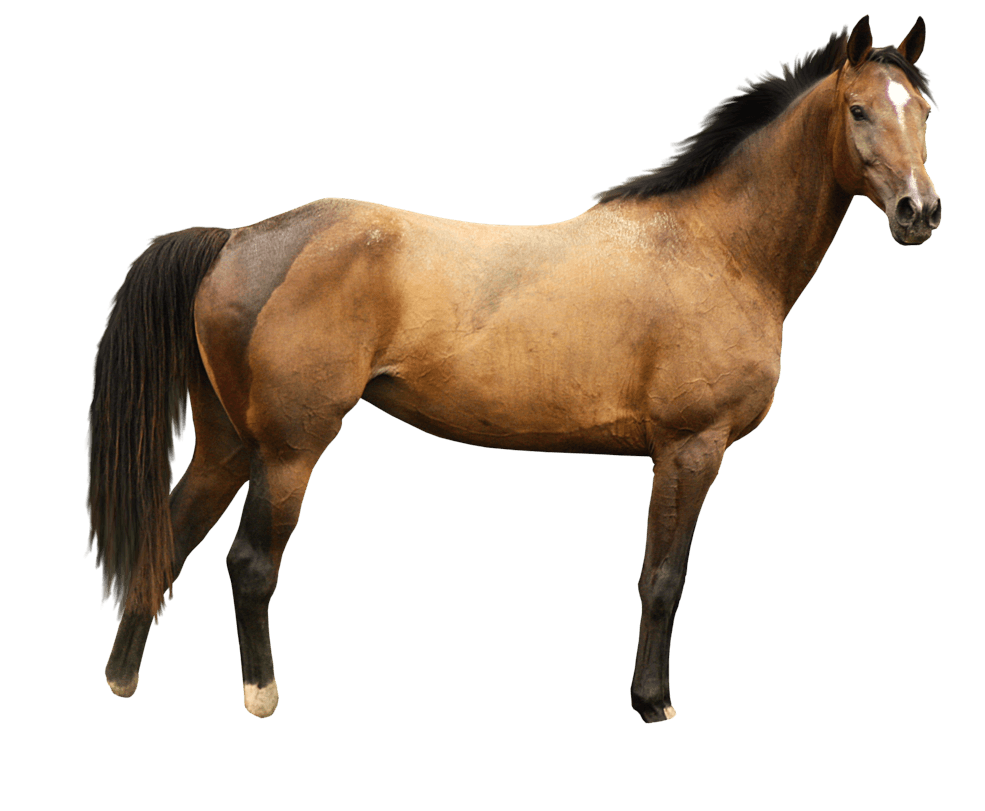 beautiful horse transparent picture #15681