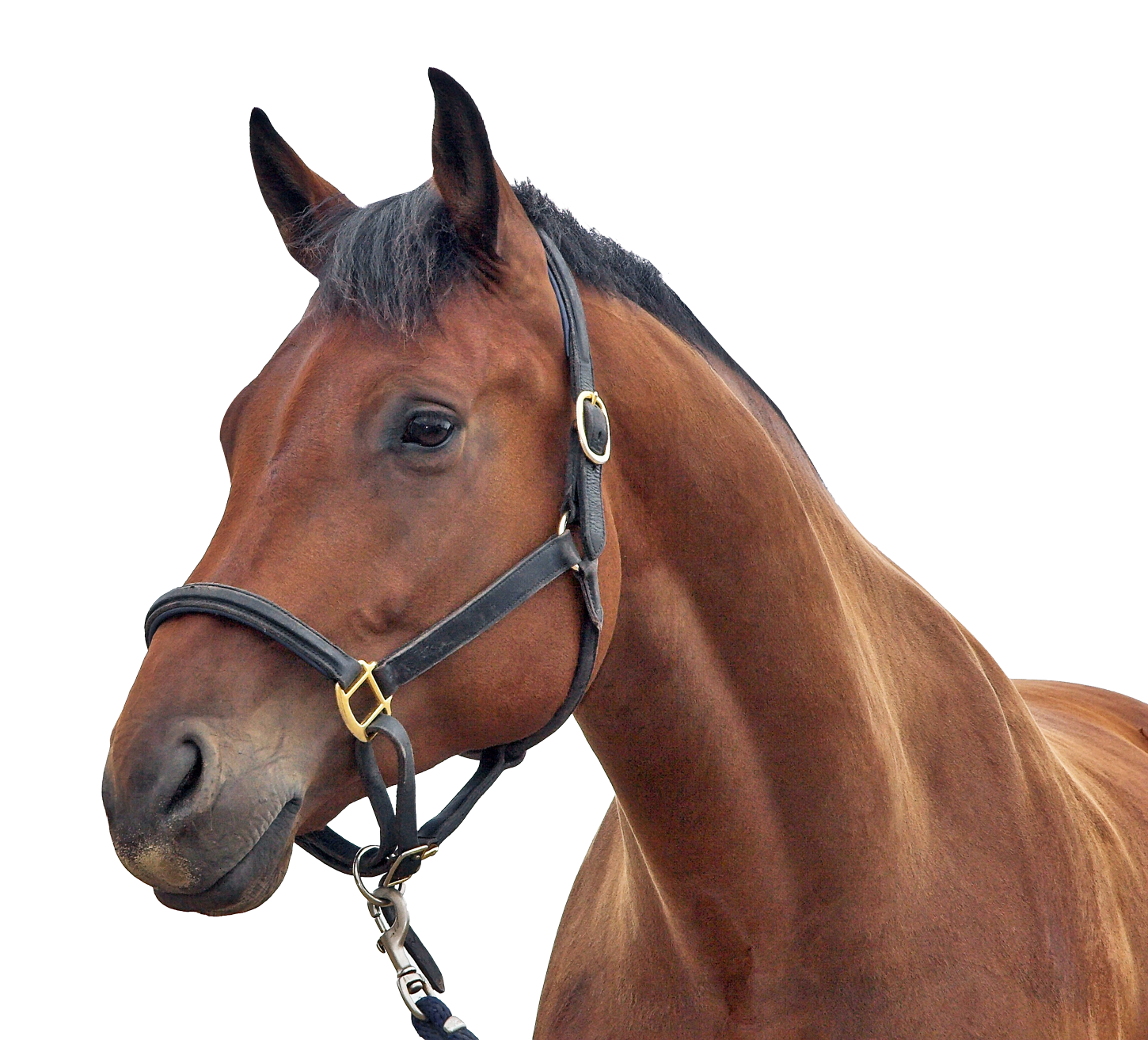 horse transparent png image #15745