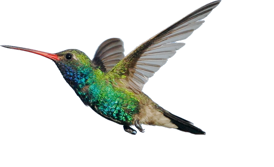 hummingbird transparent download best hummingbird #36798