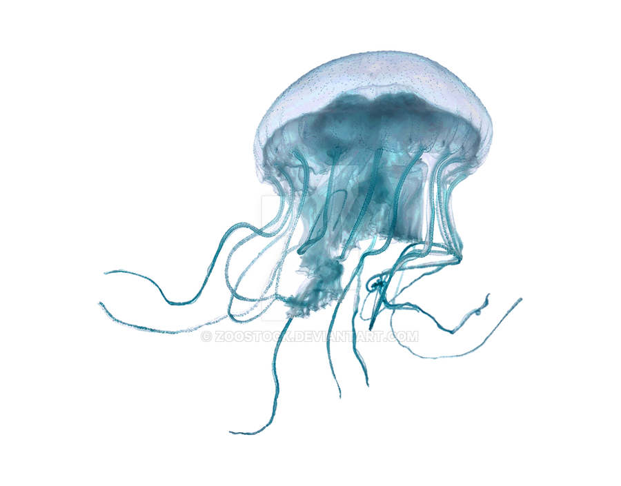 Roblox Blue Jellyfish transparent PNG - StickPNG