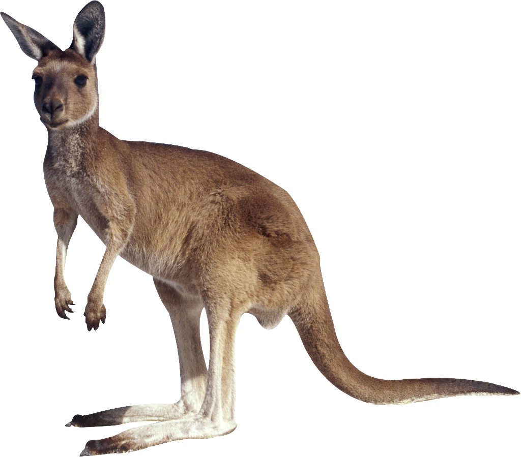 Kangaroo