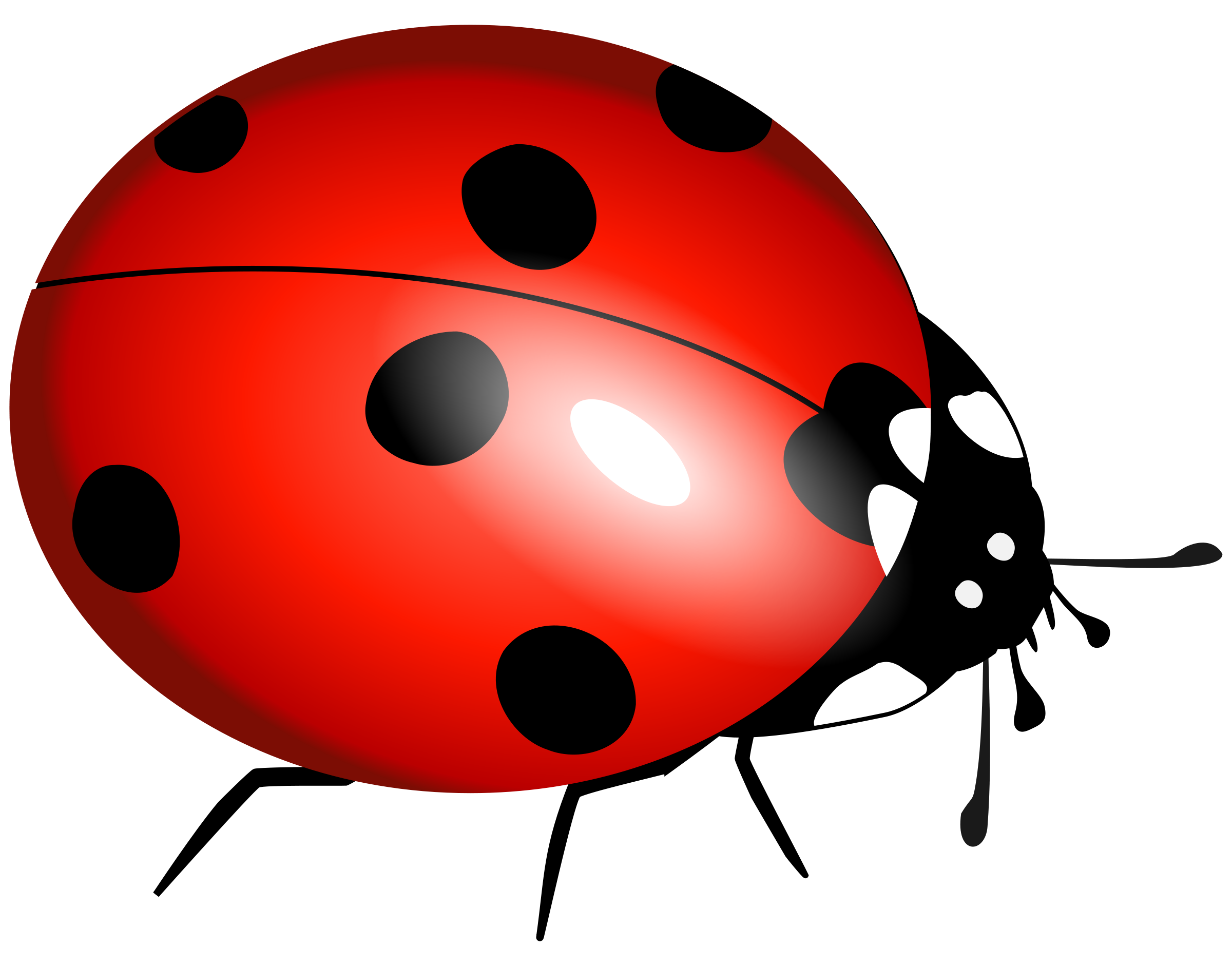 Ladybug Clipart Photo - Miraculous Ladybug Png Transparent Png