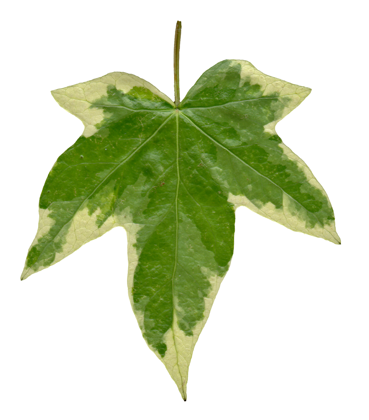 Leaf Images