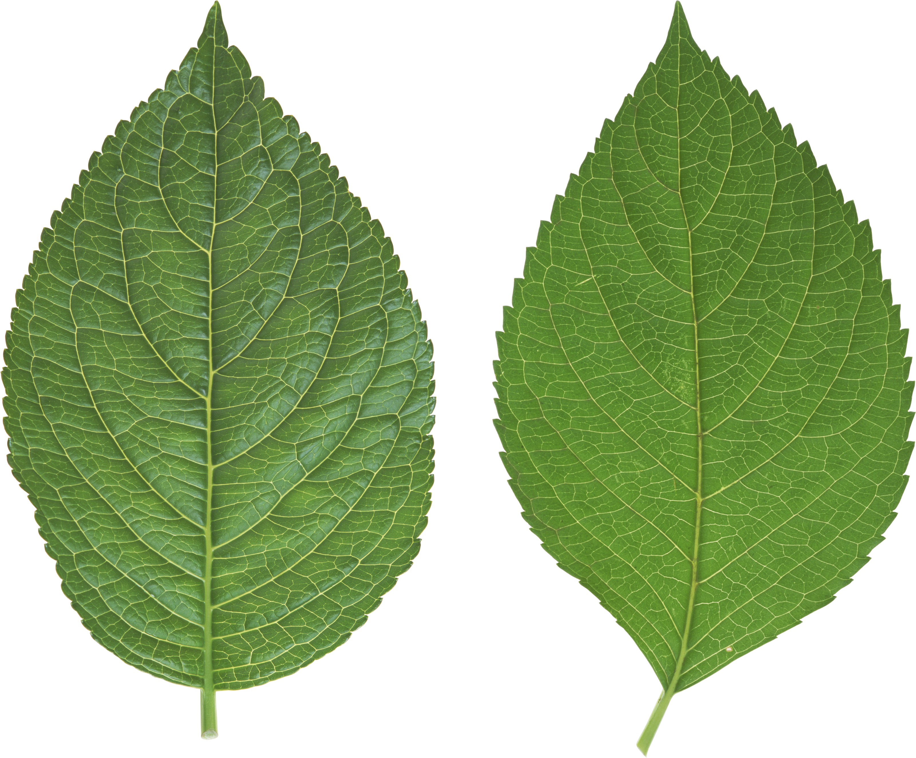 Leaf Images