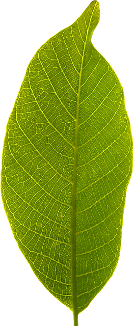 leaf transparent background #9875