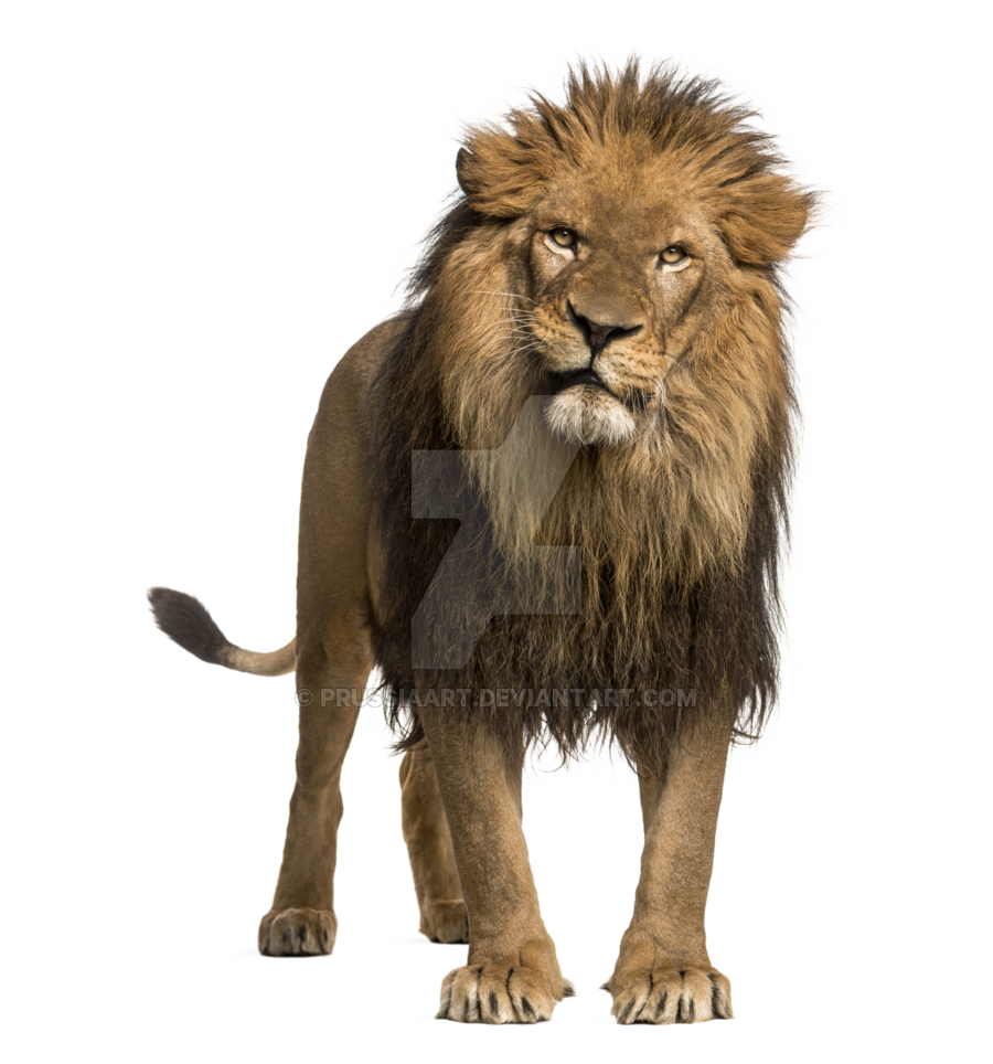 adult lion transparent background prussiaart #11278