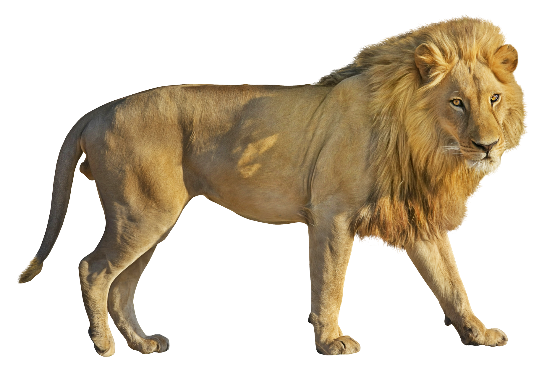 lion png transparent image pngpix #11307