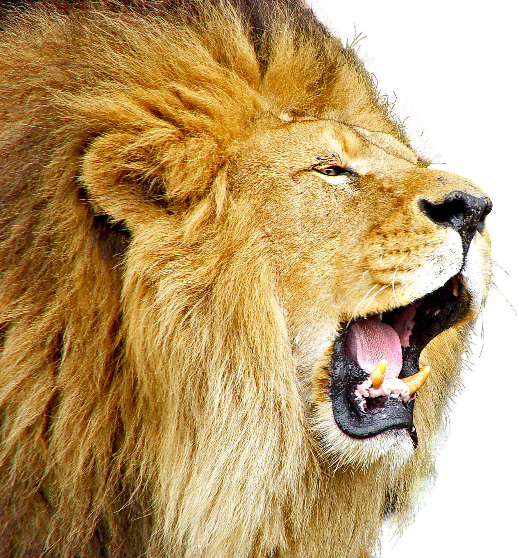 lions png images and lion clipart free download free transparent png logos lions png images and lion clipart free
