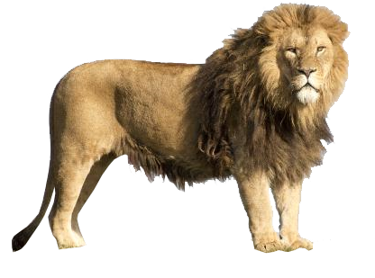 lion transparent background image animal web design graphics #11301