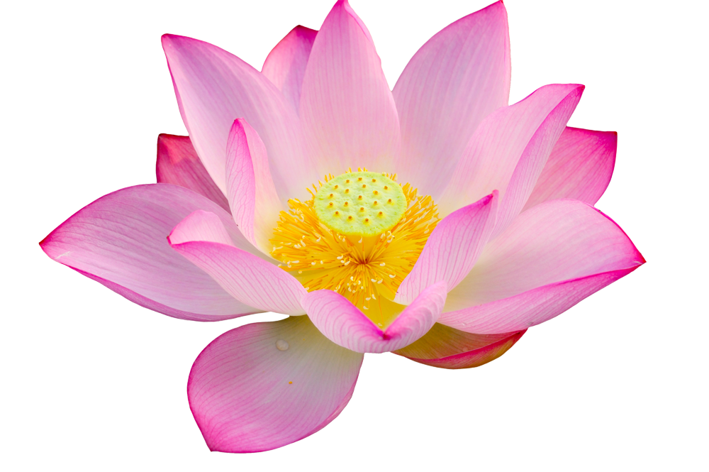 Lotus Flower PNG Images