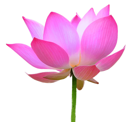 Lotus PNG Images, Lotus Flower Images, Lotus Flower Outline Clipart ...