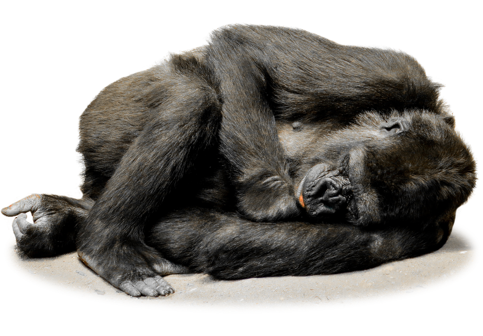 funny monkey png transparent funny monkey images #19177