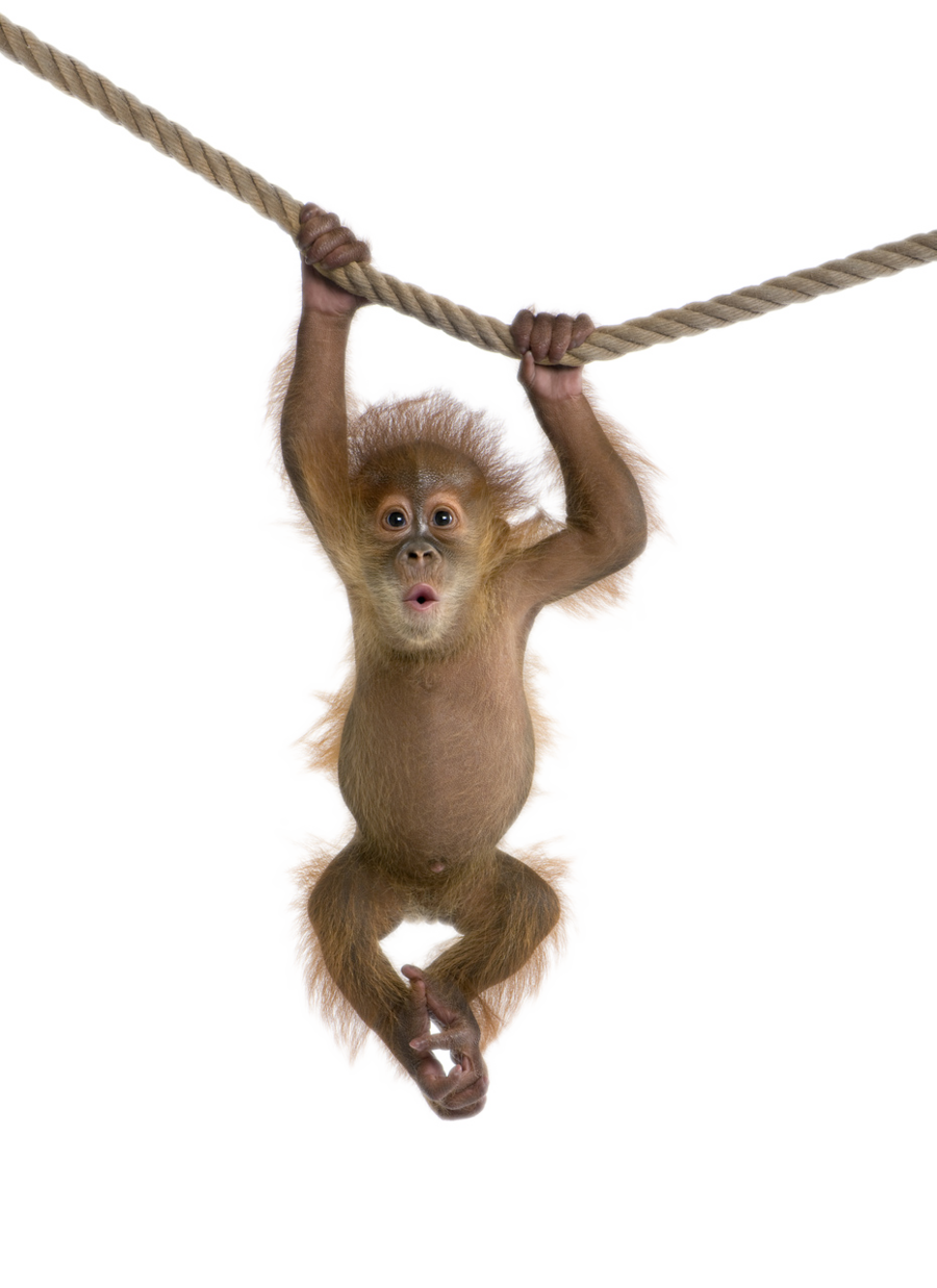 Monkey Transparent Png Baby Cute Cartoon Monkey Clean Background Free Transparent Png Logos