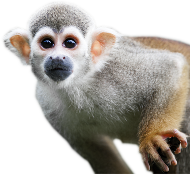 Monkey Transparent Png Baby Cute Cartoon Monkey Clean Background Free Transparent Png Logos - silly monkey roblox monkey free transparent png download pngkey